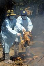 VIETNAM_CULL_CHICKEN_150.jpg