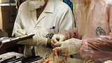 bird_flu_305px.jpg