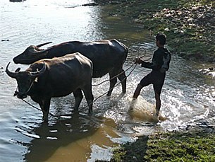 buffalo-farmer-305.jpg buffalo-farmer-305.jpg
