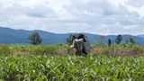 burmigrant_work_cronfield_305_z