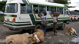 bus_hawkers_305px.jpg