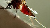 mosquito-305.jpg