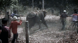 elephant-smuggling-b305
