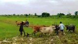 farmer-cultivate-b305