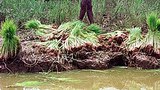farmer_305px.jpg