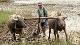 farmer_buffalos_305_z