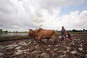 farmer-plough-305 farmer-plough-305