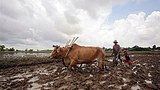 farmer_plough_ox_305px.jpg