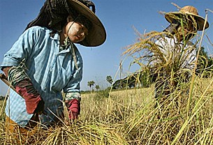 farmers-305.jpg farmers-305.jpg