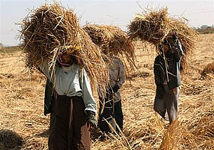 farmers_hay_bunches_305px.jpg farmers_hay_bunches_305px.jpg
