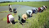 farmers_planting_rice_305px.jpg