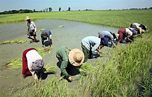 farmers_planting_rice_305px.jpg farmers_planting_rice_305px.jpg