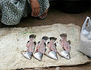 fish_bones_305px.jpg fish_bones_305px.jpg