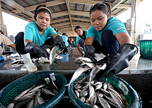migrant_women_thai_fish_305_z.png