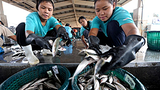 migrant_women_thai_fish_305_z.png