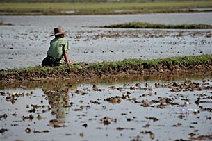 nargis_farmer_305px.jpg