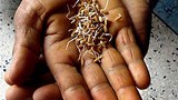 nargis_rice_seeds_305px.jpg
