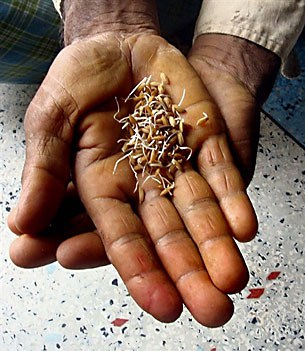 nargis_rice_seeds_305px.jpg nargis_rice_seeds_305px.jpg