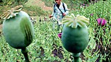 opium-poppy-305.jpg