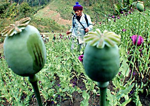 opium_poppy_305px.jpg opium_poppy_305px.jpg
