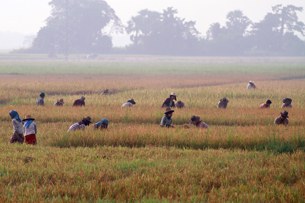 paddy-field-farmer-305 paddy-field-farmer-305