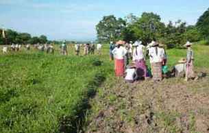 padung-farmers-b305 padung-farmers-b305