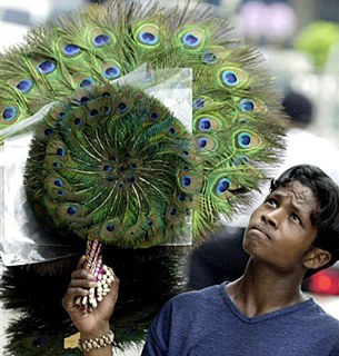 peacock_fan_vendor_305px.jpg peacock_fan_vendor_305px.jpg