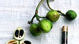 physic_nut_305px.jpg
