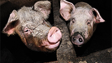 pigs_farm_305_z.png
