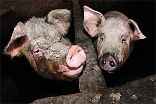 pigs_farm_305_z.png pigs_farm_305_z.png