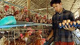 poultry_farm_B_305px.jpg