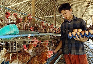 poultry_farm_B_305px.jpg poultry_farm_B_305px.jpg