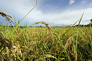 rice_paddy_field_305_z.png rice_paddy_field_305_z.png