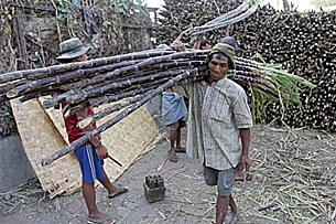 sugar_cane_305px.jpg sugar_cane_305px.jpg