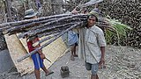 sugar_cane_305px.jpg