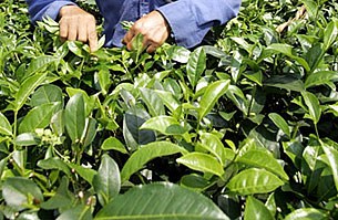 tea_leave_picker_305px.jpg