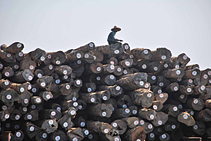 teak_log_export_305_z.png teak_log_export_305_z.png