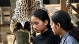 tiger_skin_305px.jpg