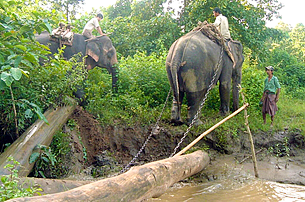 timber-elephant-305.png timber-elephant-305.png