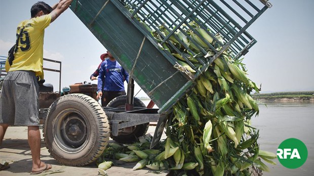 corn-622.jpg corn-622.jpg