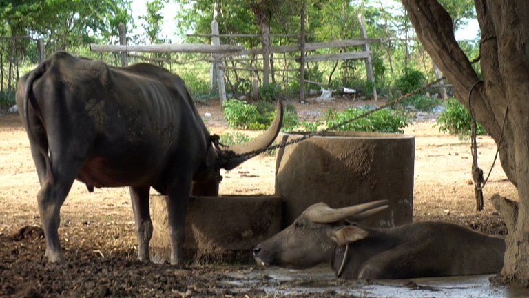 animal4.jpg animal4.jpg