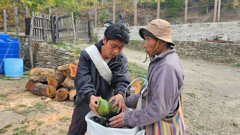 ချင်းပြည်နယ်၊ တီးတိန်မြို့နယ်မှထွက်သည့် ထောပတ်သီးများအား ၂၀၂၄ ခုနှစ်၊ ဇန်နဝါရီလ ၅ ရက်နေ့က တွေ့ရစဉ်။ (Photo: RFA)