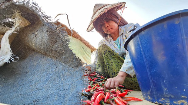နယ်စပ်ကုန်သွယ်ရေးပိတ်လို့ ငရုတ်စျေးကျပြီး တောင်သူတွေအခက်တွေ့