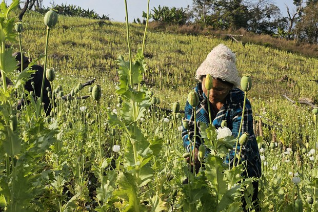 ပိုများလာနေတဲ့ ချင်းတောင်က ဘိန်းစိုက်ခင်းများ