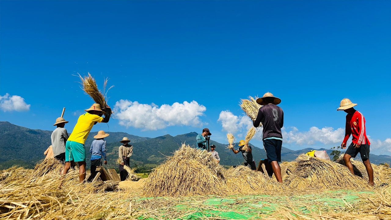 ရှမ်းပြည်နယ်တောင်ပိုင်း၊ ဓနုကိုယ်ပိုင်အုပ်ချုပ်ခွင့်ရဒေသ၊ ပင်းတယမြို့နယ်မှာ ဓနုလူမျိုးများ ကောက်ပုတ်နေကြသည်ကို ၂၀၂၃ ခုနှစ်၊ နိုဝင်ဘာလ ၂၈ နေ့က တွေ့ရစဉ်။ (Photo: RFA)