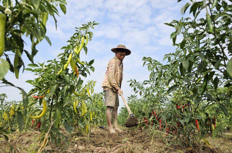 ၂၀၂၄ ခုနှစ် ဇန်နဝါရီလ ၂၃ ရက်နေ့တွင် ဧရာဝတီတိုင်း အင်္ဂပူမြို့နယ် ကျွန်းရွှေဝါကျေးရွာမှ ငရုတ်စိုက်ပျိုးနေသည့် တောင်သူတစ်ဦးကို တွေ့ရစဉ်။ (Photo: RFA)