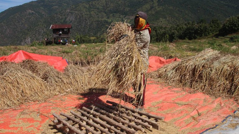 ချင်းပြည်နယ်မြောက်ပိုင်း တီးတိန်မြို့နယ် ကပ်တဲလ်ကျေးရွာမှ ‌စပါးစိုက် တောင်သူများအား ၂၀၂၃ ခုနှစ်၊ နိုဝင်ဘာလ ၁ ရက်နေ့က တွေ့ရစဉ်။ (Photo: RFA)