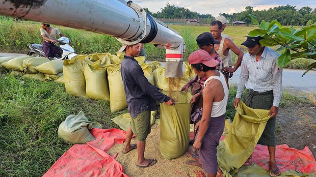 စပါးစျေး ၁၅ သိန်းအောက်ကျမှာကို ဧရာဝတီတိုင်းက လယ်သမားတွေ စိုးရိမ်နေ စပါးစျေး ၁၅ သိန်းအောက်ကျမှာကို ဧရာဝတီတိုင်းက လယ်သမားတွေ စိုးရိမ်နေ
