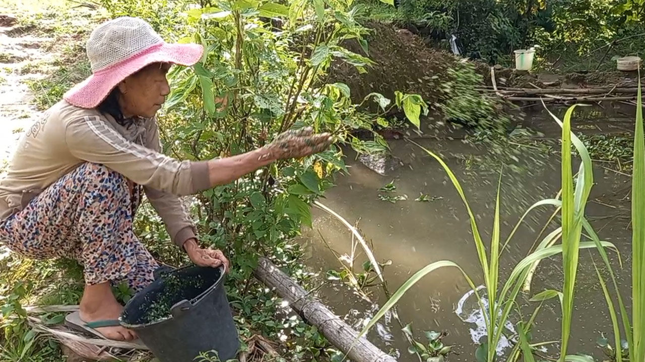 feeding-fish.jpg feeding-fish.jpg