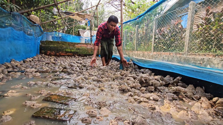 ရန်ကုန်တိုင်း၊ သုံးခွမြို့၊ သဲကုန်းကျေးရွာတွင် စားဖားမွေးမြူရေးလုပ်ငန်းတစ်ခုအား ၂၀၂၄ ခုနှစ် မတ်လ ၇ ရက်နေ့က တွေ့ရစဉ်။ (Photo : RFA)